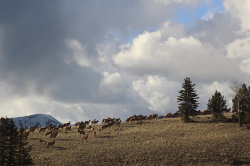 The Magical Place In New Mexico Where You Can View A Wild Elk Herd