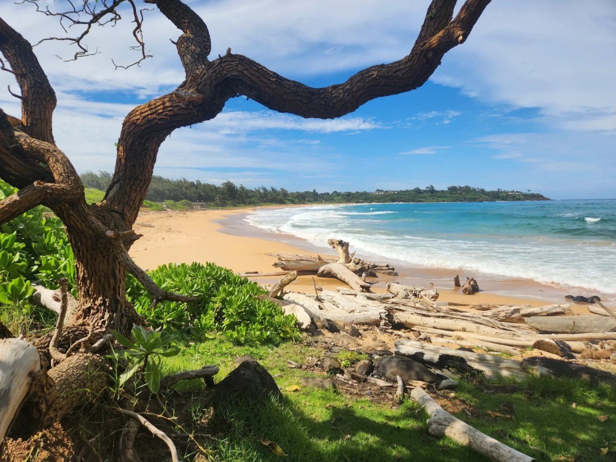 Hawaii’s Most Scenic Paved Path Was Actually Built Over An Old Sugar Cane Route