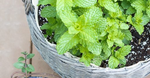 9 Good Reasons to Grow a Mint Plant