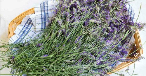 Healing Herbs You Can Grow At Home
