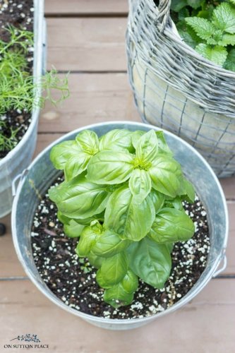 Growing Basil: How to Propagate, Chop & Freeze