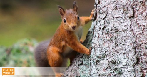 Red Squirrel Appreciation Day marks launch of effort to expand range