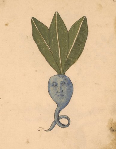 Behold a 15th-Century Italian Manuscript Featuring Medicinal Plants with Fantastical Human Faces
