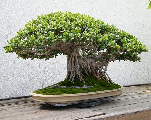 The Biology of Bonsai Trees: The Science Behind the Traditional Japanese Art Form