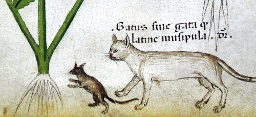 What People Named Their Cats in the Middle Ages: Gyb, Mite, Méone, Pangur Bán & More