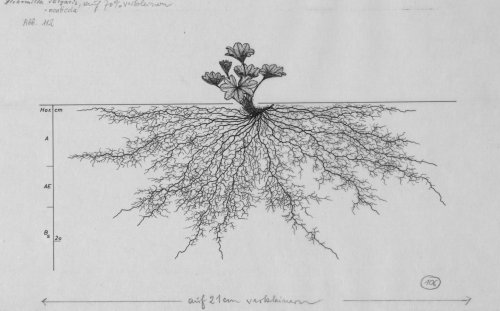 1,100 Delicate Drawings of Root Systems Reveals the Hidden World of Plants