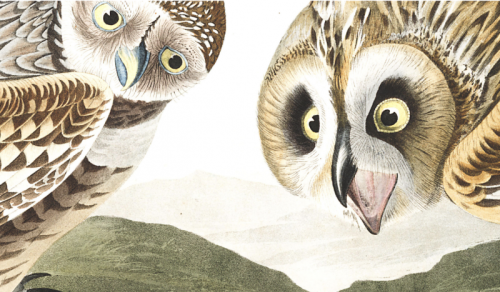 Download 435 High Resolution Images from John J. Audubon’s The Birds of America