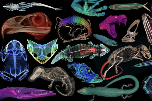 OpenVertebrate Presents a Massive Database of 13,000 3D Scans of Vertebrate Specimens
