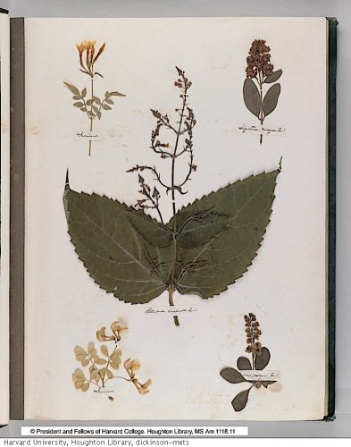 Emily Dickinson’s Herbarium: A Beautiful Digital Edition of the Poet’s Pressed Plants & Flowers Is Now Online