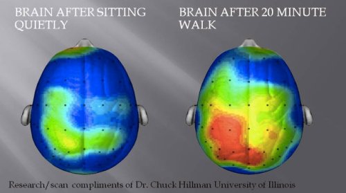 This Is Your Brain on Exercise: Why Physical Exercise (Not Mental Games) Might Be the Best Way to Keep Your Mind Sharp