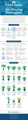 Graphic Shows the House Plants That Naturally Clean the Air in Your Home, According to a NASA Study