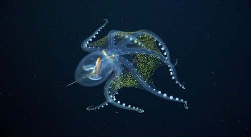 Watch Beautiful Footage of the Rarely Seen Glass Octopus