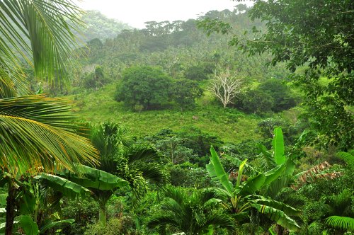 The Dominican Republic reforests a fifth of the country in just 10 years