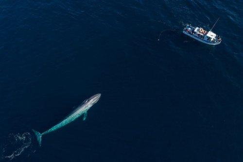 Blue whales gather in record numbers off San Francisco coast | The Optimist Daily