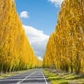 Why Marysville Is The Best Place To See Autumn Leaves