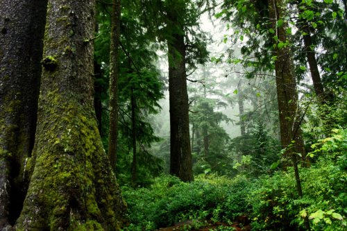 Biden’s protection of old-growth trees welcome but mature stands need protection, too