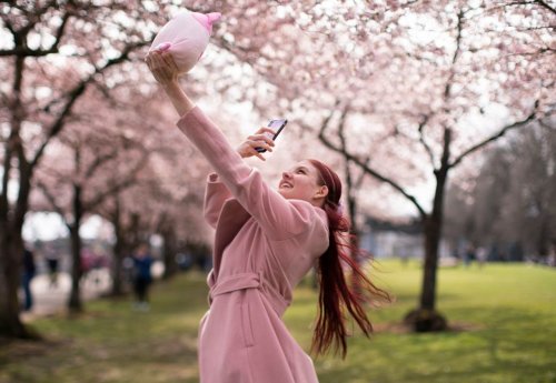 Cherry trees in downtown Portland are nearing full bloom