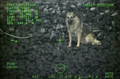 Coast Guard Rescues Dog That Fell From Cliff At Ecola State Park ...