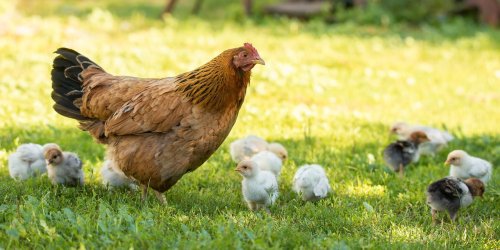 Oregon health Q&A: What bird flu symptoms should we watch for in backyard chicken flock?