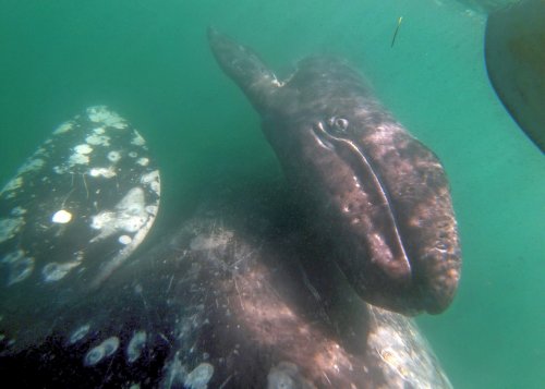 Gray whales hit hard by starvation off the Pacific Coast. Over 700 washed ashore since 2018