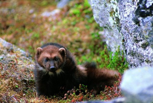 Wolverine spotted in Barlow, marking reappearance for animal rare in Oregon