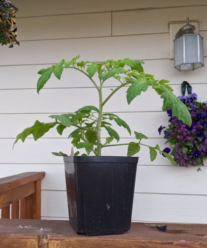 Can I grow tomatoes in a 5-gallon container? Ask an expert