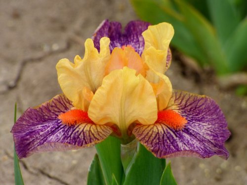 Willamette Valley's experts share the luck of the iris