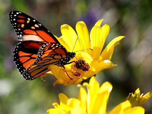 Trump administration declines monarch butterfly endangered species protections