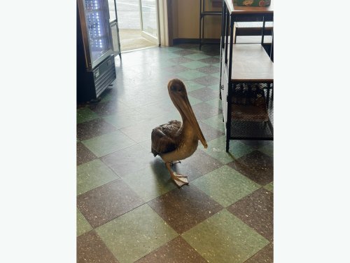 The heartbreaking reason behind a pelican’s visit inside an Oregon coffee shop