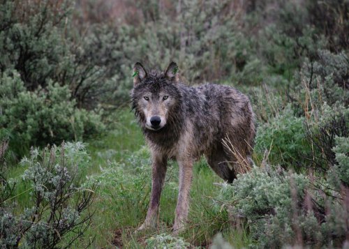 Biden administration brings back threatened species protections helping Oregon wolves, wolverines and spotted owls