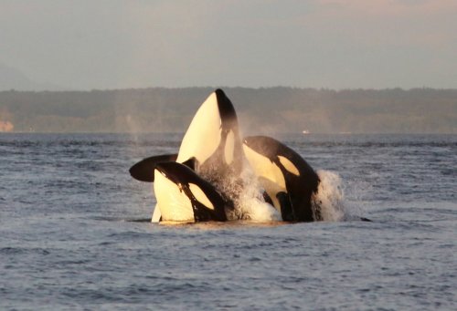 Killer whales in Puget Sound may be designated as new species of orca