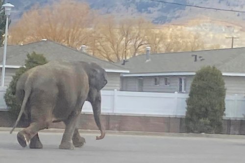 Circus elephant escapes, roams busy street in Montana