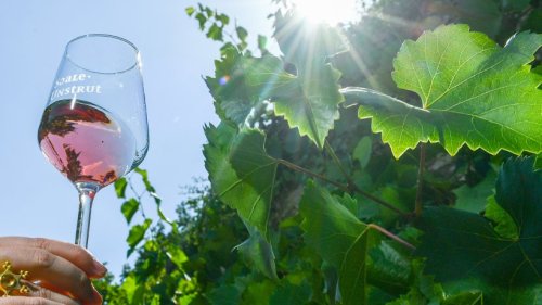 "Weinmeile" lockt viele Besucher in die Saale-Unstrut-Region