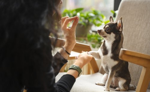 Comment fixer les limites à son chien ? Conseils et bonnes pratiques !