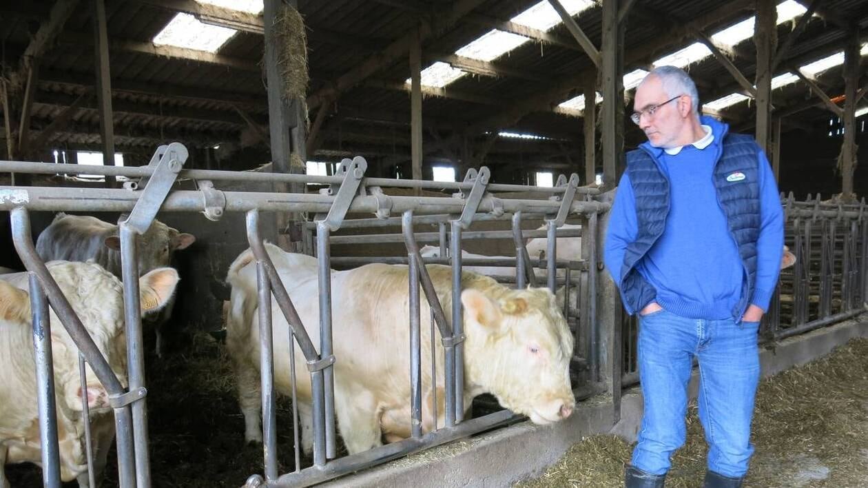« J’ai douté » : il crée une façon personnalisée de nourrir ses bovins, après des années de test