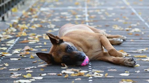 Sauvé in extremis, un chien retrouve ses éleveurs après avoir été enterré vivant par son maître