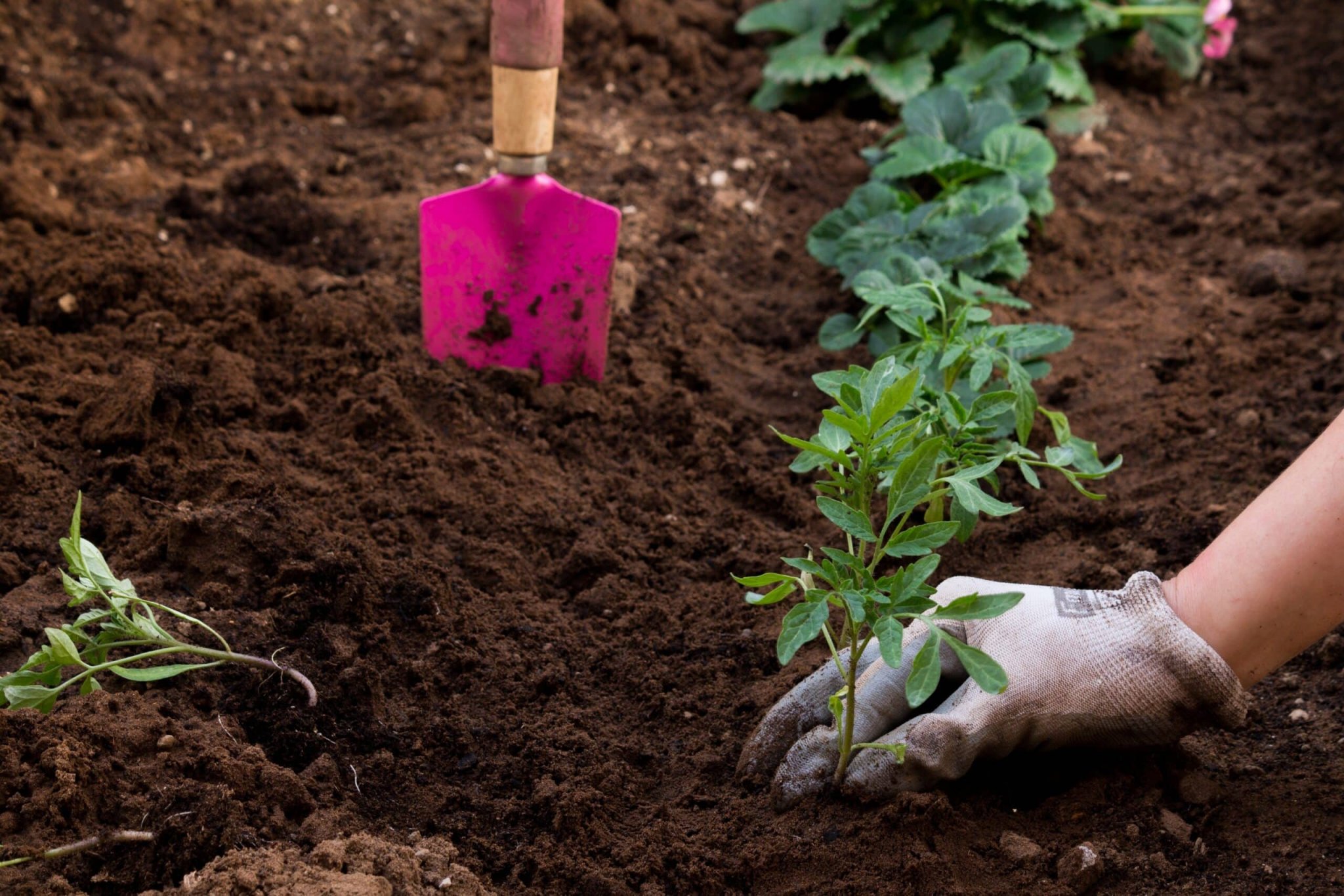 Vous le jetez peut être tous les jours alors que c’est votre meilleur allié au jardin