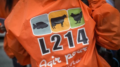 « Maltraitance animale », « sévices » : L214 porte plainte contre un abattoir de la Loire