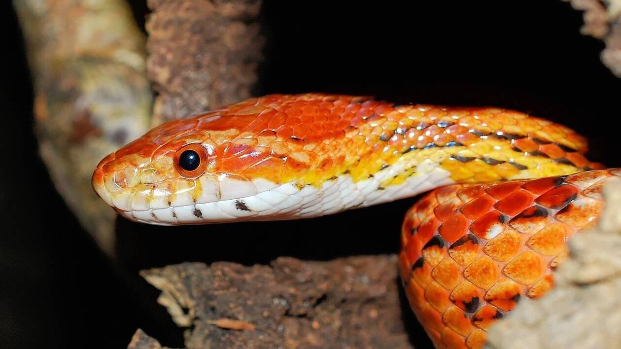 Elle tombe sur un serpent exotique en se promenant avec son chien, dans l’Allier