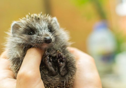 "J'ai trouvé un bébé hérisson dans mon jardin" : voici les gestes essentiels pour l'aider à survivre