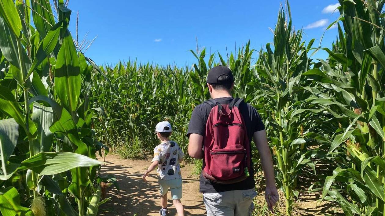 À Plounéventer, se perdre dans un labyrinthe de maïs pour apprendre sur l’agriculture