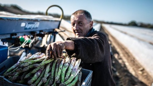 REPORTAGE. Dans le Finistère, ils cultivent des asperges au bord de la mer