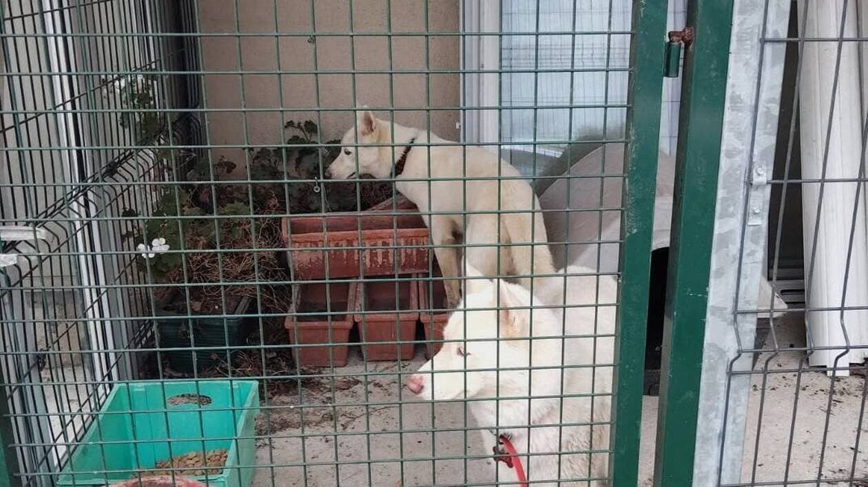 Deux chiens Husky attaquent un troupeau de brebis en Bretagne : deux bêtes tuées et quatre blessées