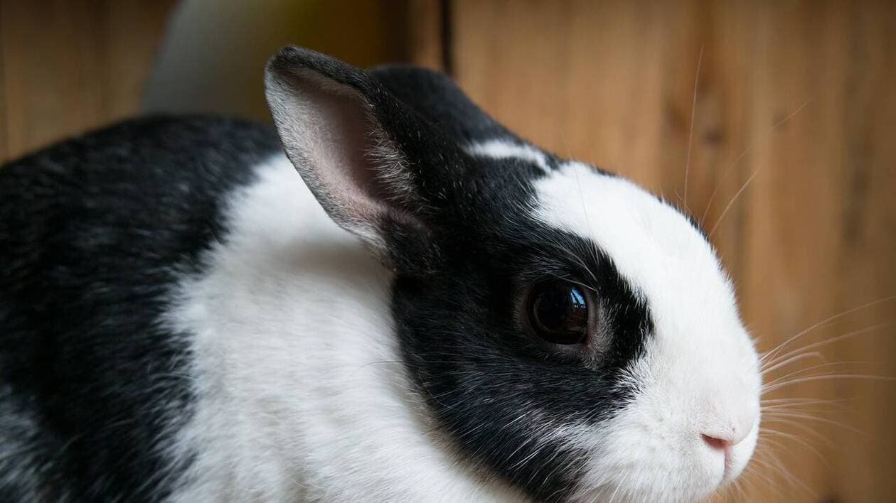 Lot-et-Garonne : les chiens d’un agriculteur soupçonnés d’avoir tué les lapins et wallabies d’un parc animalie