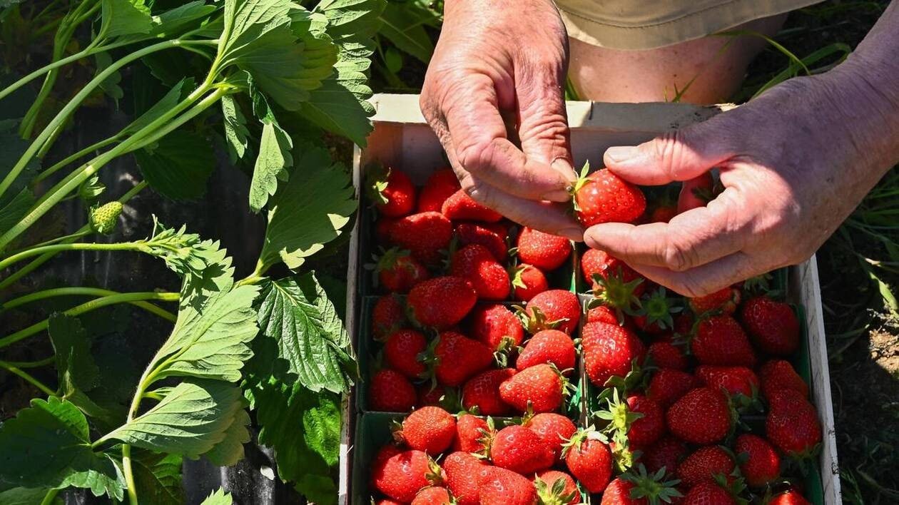 Nos bons plans pour cueillir des fraises en Loire-Atlantique