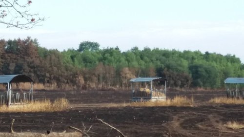 L’incendie de Fercé-sur-Sarthe ravage 80 ha : comment les habitants ont joué un rôle déterminant