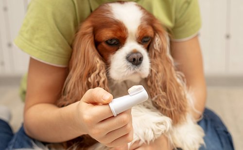 Dentifrice pour chien à faire soi-même : quelle recette ?