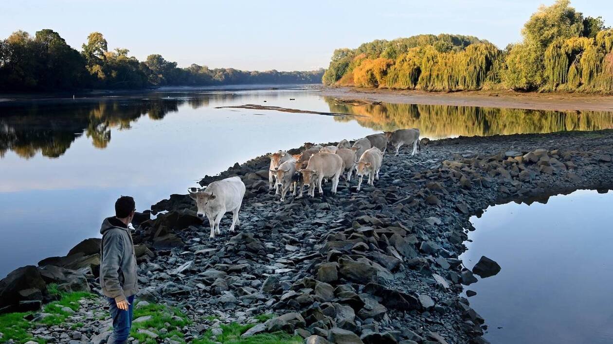 Grâce à ces deux bacs, hommes, vaches et moutons pourront rejoindre leurs îles sur la Loire