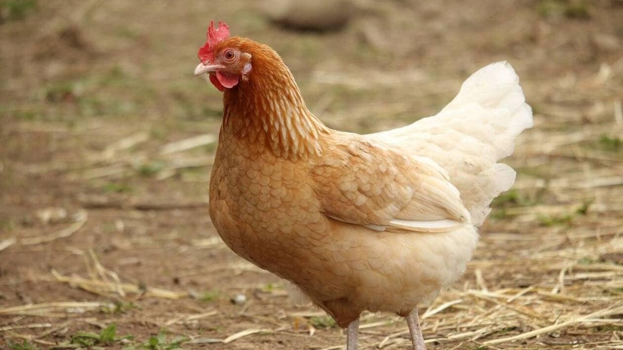 Salmonelle : le préfet de la Loire ordonne l’abattage de 8 250 poules bio, l’éleveur en colère