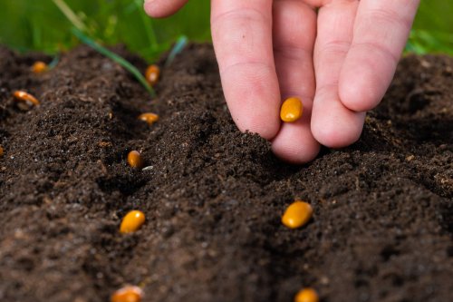 Ces 7 légumes sont les plus faciles à cultiver au potager et c’est maintenant qu’il faut les semer